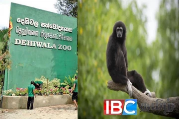 தெகிவளை மிருககாட்சிசாலையில் வெள்ளைக்கை குரங்கு உயிரிழந்தது