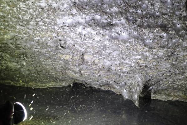 1,140 அடி.. ஒட்டு மொத்த சிலந்தியும் ஒரே வலைக்குள்! பிரம்மித்து போன விஞ்ஞானிகள் | Worlds Biggest Spiderweb Discovered