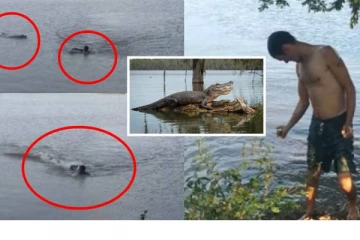 முதலைகள் இருக்கும் ஏரிக்குள் குதித்த நபருக்கு நேர்ந்த கதி! கேமராவில் பதிவான திக் திக் காட்சி