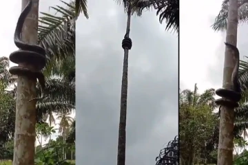 உயரமான பனைமரத்தில் வளைந்து வளைந்து ஏறும் நாகப்பாம்பு.... மில்லியன் பேரை மிரள வைத்த காட்சி