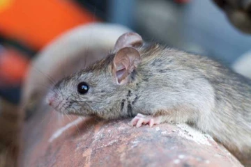 எலிக்காய்ச்சலால் பாதிக்கப்படுவோரின் எண்ணிக்கை இரத்தினபுரியில் உயர்வு