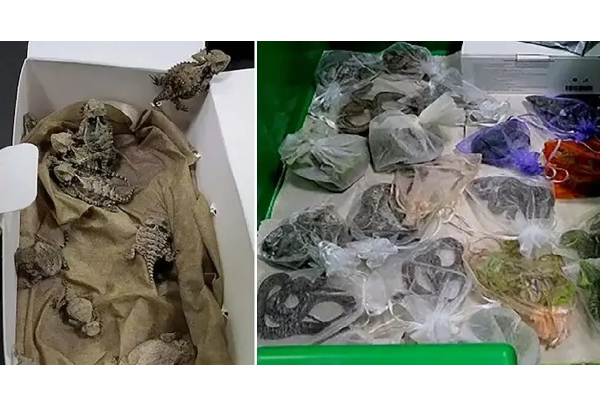 கால்சட்டைக்குள் 60 பாம்புகளை வைத்து கடத்திய நபர்! | Kidnapped With 60 Snakes In His Pants