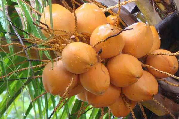 இலங்கை செவ்விளநீரின் ஏற்றுமதி அதிகரிப்பு! | Exports Of Sri Lankan Red Coconut Water Increase