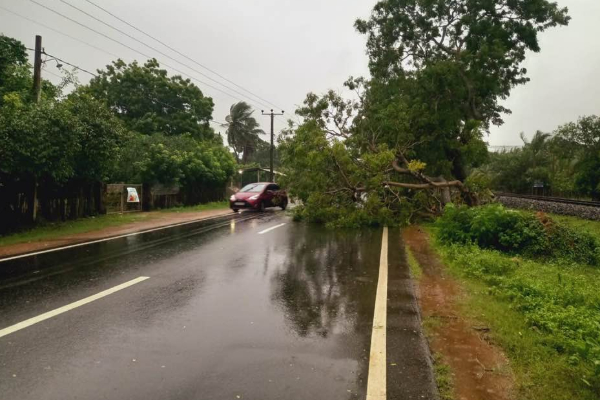 யாழிலும் ஆட்டம் காட்டும் Ditwah புயல்; பலத்த காற்றுடன் அதிகரித்த மழை | Cyclonic Storm Ditwa Jaffna யாழிலும் ஆட்டம் காட்டும் Ditwah புயல்; பலத்த காற்றுடன் அதிகரித்த மழை | Cyclonic Storm Ditwa Jaffna