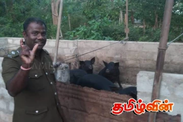 புதுக்குடியிருப்பு-கோம்பாவில் பகுதியில் சுகாதாரமற்ற முறையில் பன்றி வளர்ப்பு