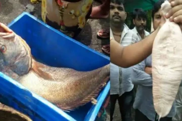 வலையில் சிக்கிய தங்க மீன்கள்.. ஒரே இரவில் கோடீஸ்வரர் ஆன மீனவர்! பின்பு நடந்த சுவாரசிய சம்பவம்