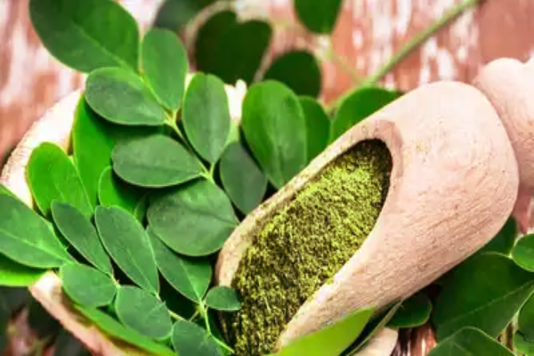 Miracle Tree: உடலில் அற்புதம் நிகழ்த்தும் முருங்கை- வெளிநாட்டவர்கள் வியக்கும் மருத்துவம் | Moringa Powder Leaf And Frui Benifits In Tamil