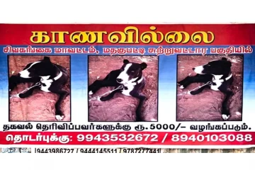 காணாமல் போன நாய்யை கண்டுபிடித்தால் ரூ.5000 சன்மானம்..வைரலாகும் போஸ்டர்!
