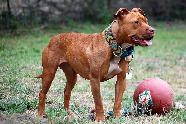 23 வயது கல்லூரி மாணவியை கடித்து கொன்ற 3 பிட்புல் நாய்கள்: நாயை சுட்டுக் கொன்ற அதிகாரி | Us College Student Killed By 3 Bit Bull Dog Attack 23 வயது கல்லூரி மாணவியை கடித்து கொன்ற 3 பிட்புல் நாய்கள்: நாயை சுட்டுக் கொன்ற அதிகாரி | Us College Student Killed By 3 Bit Bull Dog Attack