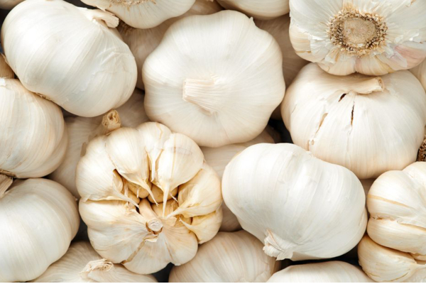 வீடு முழுக்க கொசு தொல்லையா? விரட்டி அடிக்க இந்த ஒரே ஒரு பொருள் போதும்… அலண்டு ஓடிடும்! | Garlic Under The Pillow Before Going To Bed