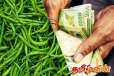 சந்தையில் உச்சத்தை தொட்ட பச்சை மிளகாய் விலை