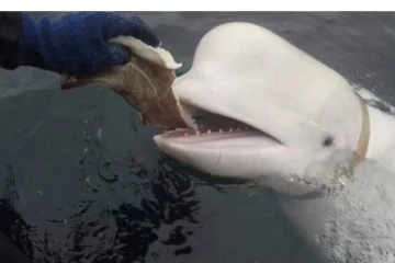 கடற்கரையில் இறந்து கிடந்த 'உளவு' திமிங்கலம்..அதிர்ச்சியில் ரஷ்யா!