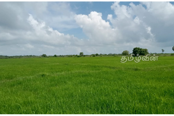 பச்சைப்புல்மோட்டை மாவீரர் துயிலும் இல்லத்தில் மறக்கப்பட்ட மாவீரர் நாள் நிகழ்வுகள் (Photos) | Pachipulmottai Marveer Tuilum House
