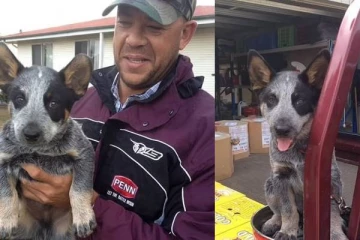 சிறந்த துணை என கூறிய சைமண்ட்ஸ்.. உடலை நெருங்க விடாமல் தடுத்த நாய்கள்! நெகிழ்ச்சி சம்பவம்