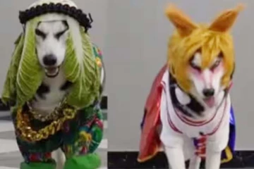 ஃபேஷன் ஷோவில் கலக்கிய செல்லப்பிராணிகள்... பிரமிக்க வைத்த அழகைப் பாருங்க