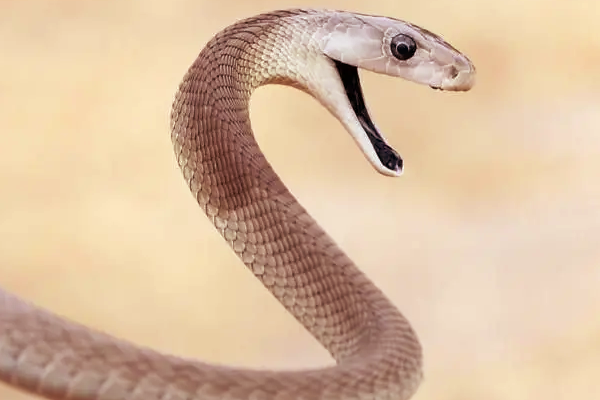 உலகின் கொடிய விஷம் கொண்ட பாம்புகள்: நூறு பேரை கொல்லுமாம் | Most Dangerous Snakes In World That Kill Humans