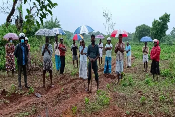 தமிழரின் நெற்பயிருக்குள் தேக்கு மரம் நடும் வனவளத்திணைக்களம் | Forest Department Damaging Crop Lands