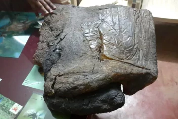 ரூ. 30 கோடி மதிப்பிலான 'திமிங்கல வாந்தி' பறிமுதல்! திட்டம் போட்டு பிடித்த பொலிஸ்