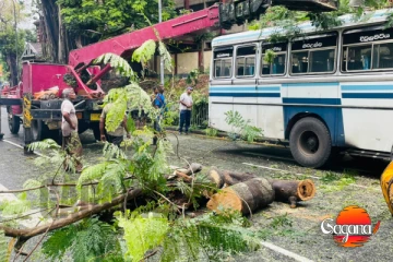 බස් රථයක් මතට ගසක් කඩා වැටී අනතුරක් [PHOTOS]