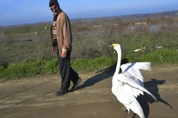 37 ஆண்டுகளுக்கு முன் அன்னப்பறவை ஒன்றை மீட்ட நபர்: இப்போது என்ன நடக்கிறது பாருங்கள்!