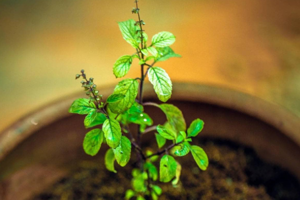 வீடுகளில் துளசி செடி வைத்திருப்பவர்கள் இந்த 8 தவறை மட்டும் செய்து விடாதீர்கள் | 8 Mistakes We Shouldnt Do While Worshiping Tulasi வீடுகளில் துளசி செடி வைத்திருப்பவர்கள் இந்த 8 தவறை மட்டும் செய்து விடாதீர்கள் | 8 Mistakes We Shouldnt Do While Worshiping Tulasi