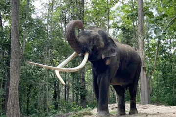 இலங்கை யானைப் பாகனை கௌரவித்த தாய்லாந்து அரசகுடும்பம்