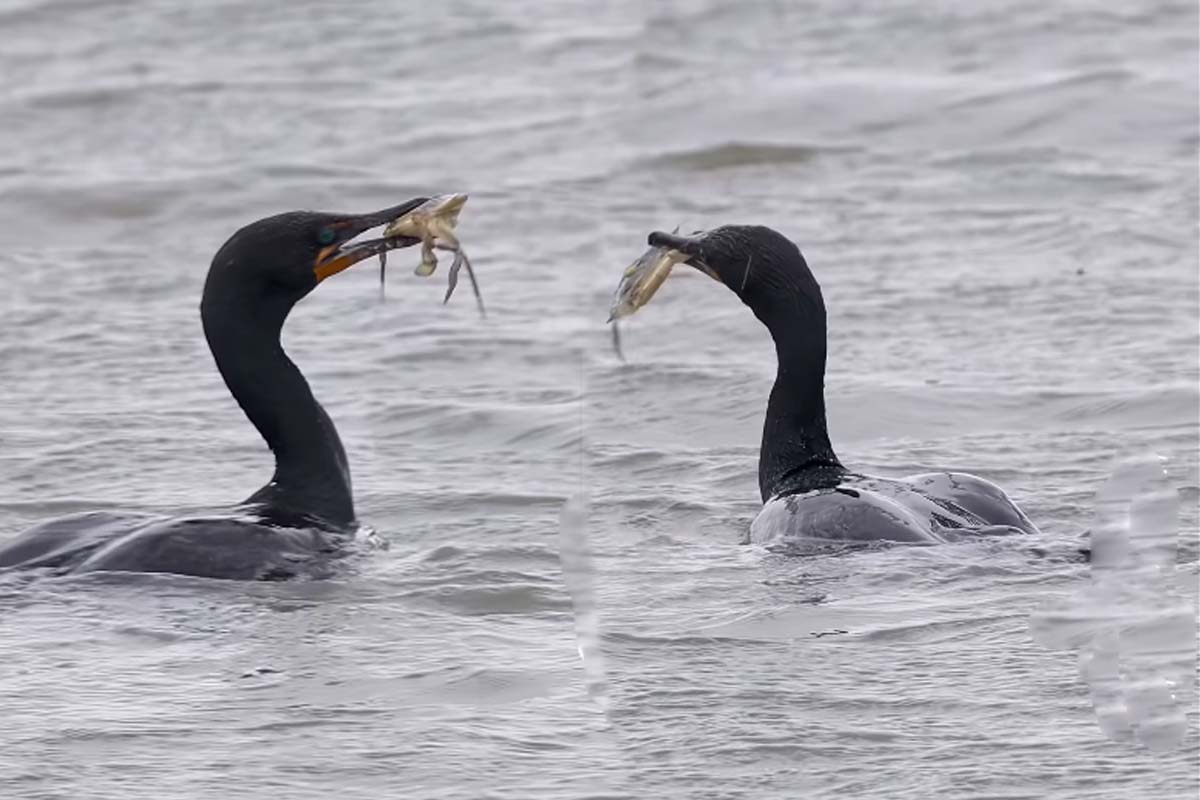 Viral Video: நண்டை வேட்டையாடி சாப்பிட இவ்வுளவு போராட்டமா? | Viral Video Of Cormorant Eating A Crab Viral Video: நண்டை வேட்டையாடி சாப்பிட இவ்வுளவு போராட்டமா? | Viral Video Of Cormorant Eating A Crab