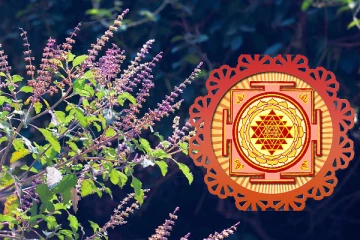 வீடுகளில் துளசி செடி அடிக்கடி காய்ந்து போகிறதா? இந்த பதிவு உங்களுக்கு தான்