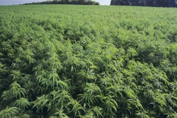 10 ஆயிரம் ஏக்கரில் கஞ்சா பயிர் செய்கை