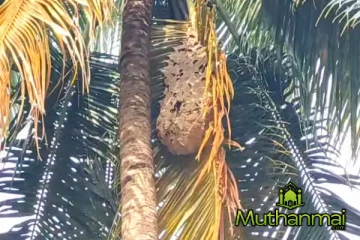 தீவிரமடையும் வண்டு தாக்குதல்: விவசாயிகள் விசனம்