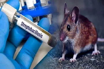 யாழ் மக்களை அச்சுறுத்தும் எலிக்காச்சல்!