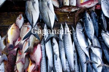 මාළු මිලට එකවරම මොකද වුණේ දන්නව ද?.