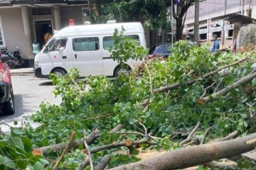 வைத்தியசாலை ஆம்புலன்ஸ் மீது விழுந்த பாரிய மரக்கிளை