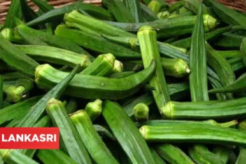 வெண்டைக்காய் அதிகம் சாப்பிடுவதனால் உடலில் ஏற்படும் மாற்றம் என்ன தெரியுமா?