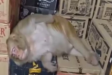 கடைக்குள் நுழைந்து மது குடித்து மயங்கிய குரங்கு; சமூகவலைத்தளங்க்களில் வைரல்!