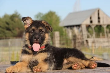 මෙක්සිකෝවට ලැබුණු අපූරු ගළවාගැනීමේ තෑග්ග.