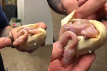 ஒரே முட்டையிலிருந்து வெளிவரும் இரண்டு பாம்பு குட்டிகள்... அரிய காணொளி இதோ