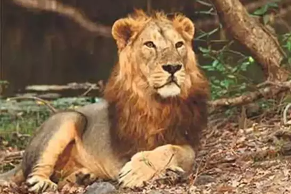 வெளிநாடொன்றில் பயங்கரம் ; கூண்டுக்குள் அத்துமீறி நுழைந்த வாலிபரை துவம்சம் செய்த சிங்கம் | Lion Mauls Youth Who Entered Enclosure