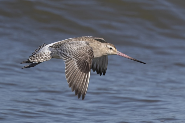 உலக சாதனையை முறியடித்த பறவை! | The Bird That Broke The World Record