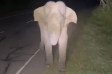 குட்டி யானையை நடுநடுங்க வைத்த இலங்கை இளைஞர்.... பொங்கி எழுந்த வீரர்!