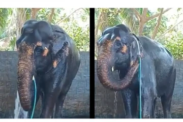 ‘குத்தால அருவிலே குளித்ததுபோல் இருக்குதா...’ - ஆனந்த குளியல் போட்ட யானை... வைரலாகும் வீடியோ..!