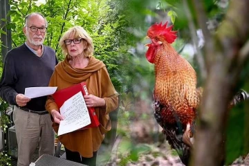 ஜெர்மனியில் பாடாய்ப்படுத்தும் சேவல்;  நீதிமன்றம் சென்ற விவகாரம்!