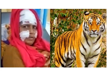 புல் அறுத்த பெண்ணின் தலையை கவ்விய புலி - அரிவாளால் தாக்கித் தப்பிய வீரப் பெண்