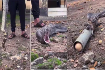 viral video: முட்டை சாப்பிட ஆசைப்பட்ட பாம்பிற்கு நடந்த சோகம்: பக்குவமாய் காப்பாற்றிய நபர்