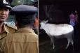 முல்லைத்தீவில் மாடுகளை திருடிய நபர் பொதுமக்களால் மடக்கி பிடிப்பு