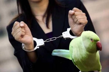 தங்க நகைகளை திருடிய பெண்ணை காட்டிக்கொடுத்த கிளி