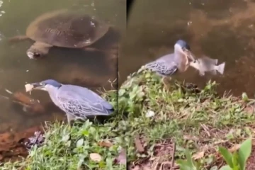 Viral Video: பறவையின் தந்திரத்தைப் பாருங்க... அலேக்காக மீனை தூக்கிய அட்டகாசமான காட்சி