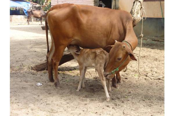 பசு மாட்டை தேசிய விலங்காக அறிவிக்க வேண்டி மனு - இது தான் நீதிமன்றத்தின் வேலையா? கொந்தளித்த நீதிபதிகள் | Petition To Declare Cow As National Animal