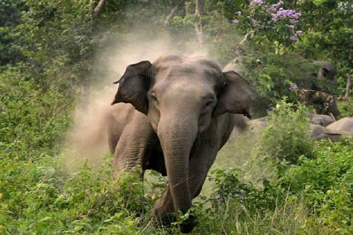இரணைமடுவில் யானையின் தாக்குதலுக்கு இலக்காகி ஒருவர் படுகாயம் | Man Injured In Elephant Attack In Iranaimadu இரணைமடுவில் யானையின் தாக்குதலுக்கு இலக்காகி ஒருவர் படுகாயம் | Man Injured In Elephant Attack In Iranaimadu