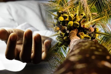 கிளிநொச்சியில் தென்னை மரத்தில் ஏறிய நபர் தவறி விழுந்து உயிரிழப்பு